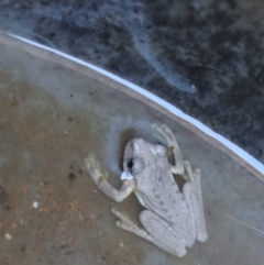 Litoria peronii at Gundaroo, NSW - 5 Mar 2021