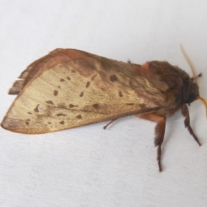 Oxycanus silvanus at Yass River, NSW - 4 Jun 2021