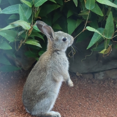 Oryctolagus cuniculus (European Rabbit) at Gundaroo, NSW - 20 Mar 2021 by Gunyijan