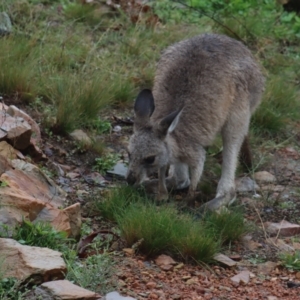 Macropus giganteus at Gundaroo, NSW - 22 Mar 2021