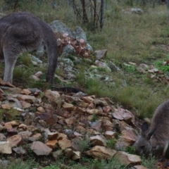 Macropus giganteus at Gundaroo, NSW - 22 Mar 2021