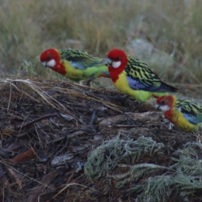 Platycercus eximius (Eastern Rosella) at Gundaroo, NSW - 31 Mar 2021 by Gunyijan