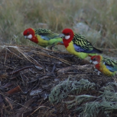 Platycercus eximius (Eastern Rosella) at Gundaroo, NSW - 30 Mar 2021 by Gunyijan