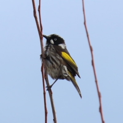 Phylidonyris novaehollandiae (New Holland Honeyeater) at Fyshwick, ACT - 4 Jun 2021 by RodDeb