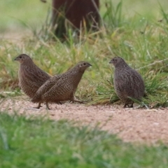 Synoicus ypsilophorus (Brown Quail) at Fyshwick, ACT - 4 Jun 2021 by RodDeb