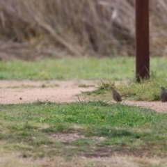 Synoicus ypsilophorus at Fyshwick, ACT - 4 Jun 2021