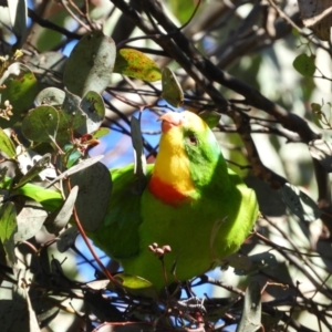 Polytelis swainsonii at Kambah, ACT - 29 May 2021