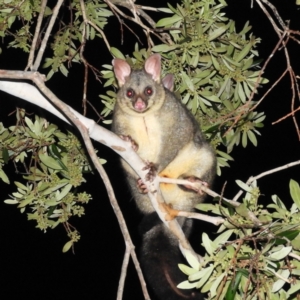 Trichosurus vulpecula at Kambah, ACT - 30 May 2021