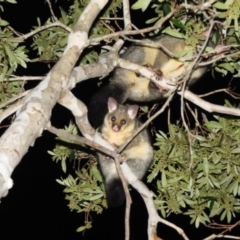 Trichosurus vulpecula at Kambah, ACT - 30 May 2021