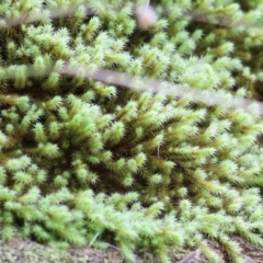 Unidentified Moss, Lichen, Liverwort, etc at West Wodonga, VIC - 4 Jun 2021 by Kyliegw