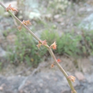 Rumex brownii at Conder, ACT - 30 Mar 2021