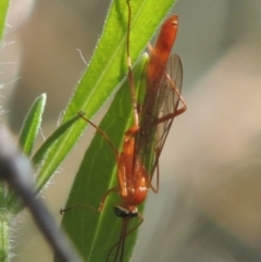 Ichneumonidae (family) (Unidentified ichneumon wasp) at Conder, ACT - 30 Mar 2021 by MichaelBedingfield