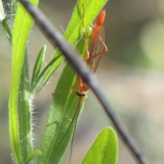 Ichneumonidae (family) at Conder, ACT - 30 Mar 2021