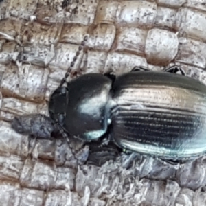 Adelium brevicorne at Holt, ACT - 5 Jun 2021 10:06 AM