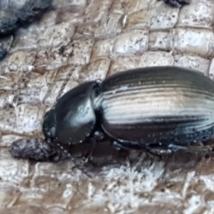 Adelium brevicorne at Holt, ACT - 5 Jun 2021