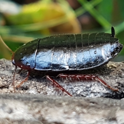 Platyzosteria sp. (genus) (Litter runner cockroach) at Aranda, ACT - 4 Jun 2021 by trevorpreston