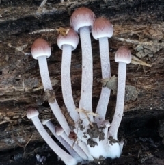 Mycena sp. (Mycena) at Aranda Bushland - 4 Jun 2021 by tpreston