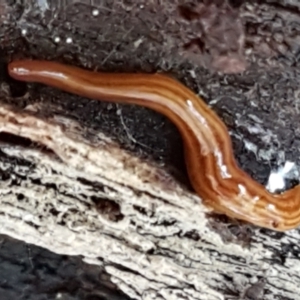 Fletchamia quinquelineata at Holt, ACT - 5 Jun 2021