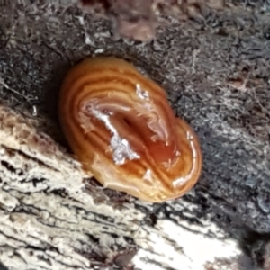 Fletchamia quinquelineata at Holt, ACT - 5 Jun 2021