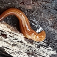 Fletchamia quinquelineata at Holt, ACT - 5 Jun 2021