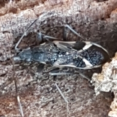 Dieuches maculicollis (Black-and-white seed bug) at Holt, ACT - 5 Jun 2021 by tpreston