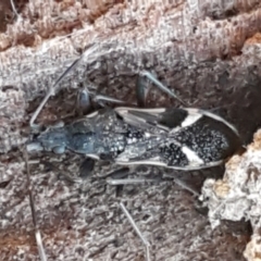 Dieuches sp. (genus) at Holt, ACT - 5 Jun 2021 10:14 AM