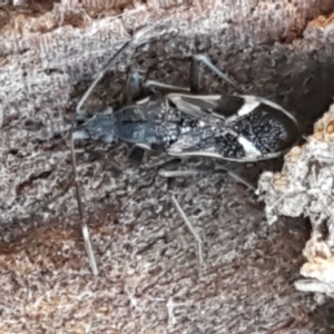 Dieuches sp. (genus) at Holt, ACT - 5 Jun 2021 10:14 AM