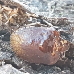 Oncocoris sp. (genus) (A stink bug) at Aranda Bushland - 5 Jun 2021 by trevorpreston