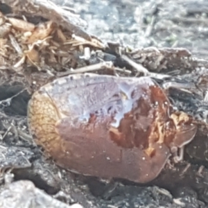 Oncocoris sp. (genus) at Holt, ACT - 5 Jun 2021