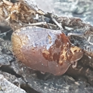 Oncocoris sp. (genus) at Holt, ACT - 5 Jun 2021