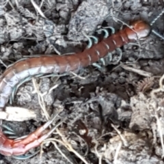 Scolopendromorpha (order) (A centipede) at Aranda Bushland - 5 Jun 2021 by trevorpreston