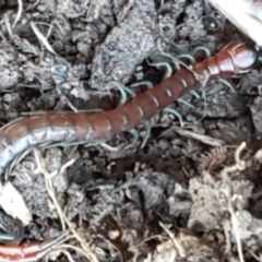 Scolopendromorpha (order) at Holt, ACT - 5 Jun 2021 10:11 AM