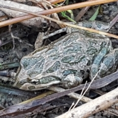 Limnodynastes tasmaniensis (Spotted Grass Frog) at Aranda Bushland - 5 Jun 2021 by trevorpreston