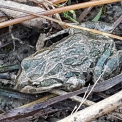 Limnodynastes tasmaniensis (Spotted Grass Frog) at Holt, ACT - 5 Jun 2021 by trevorpreston