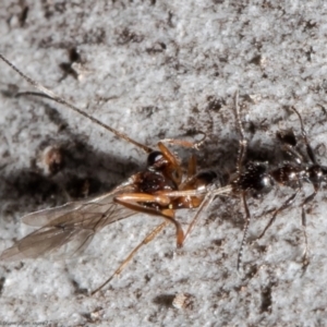 Myrmecorhynchus emeryi at Bruce, ACT - 4 Jun 2021