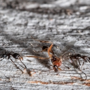 Myrmecorhynchus emeryi at Bruce, ACT - 4 Jun 2021