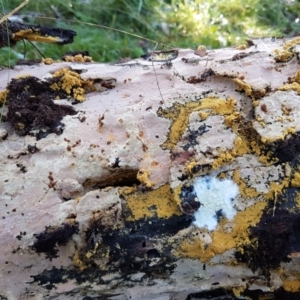 Corticioid fungi at Holt, ACT - 5 Jun 2021