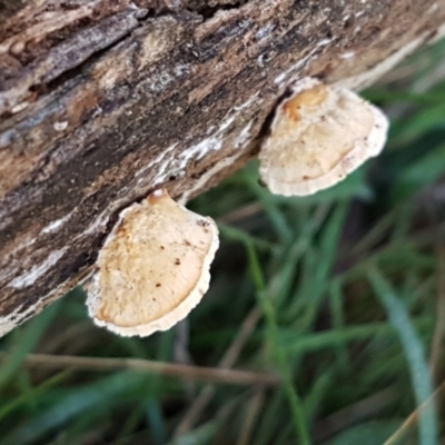 zz Polypore (shelf/hoof-like) at Aranda Bushland - 4 Jun 2021 by trevorpreston