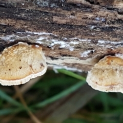 zz Polypore (shelf/hoof-like) at Holt, ACT - 5 Jun 2021