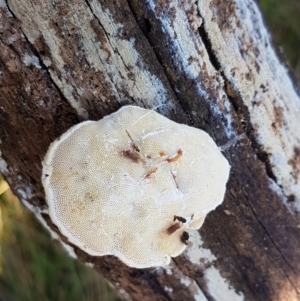 zz Polypore (shelf/hoof-like) at Holt, ACT - 5 Jun 2021 09:56 AM