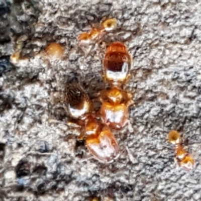 Pheidole sp. (genus) (Seed-harvesting ant) at Aranda, ACT - 4 Jun 2021 by tpreston