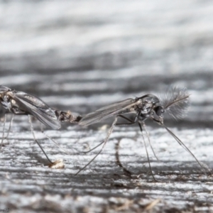 Chironomidae (family) at Bruce, ACT - 4 Jun 2021 02:16 PM