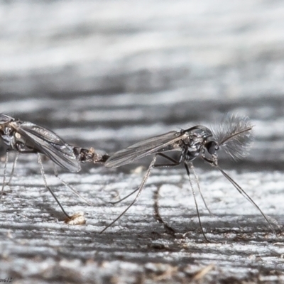 Chironomidae (family) (Non-biting Midge) at Bruce, ACT - 4 Jun 2021 by Roger