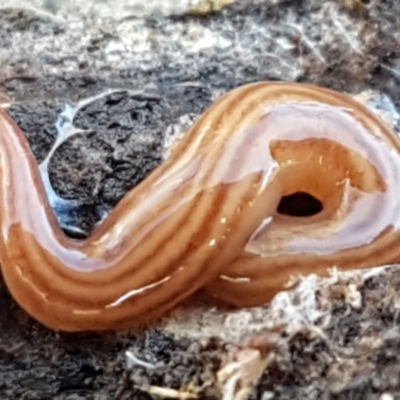 Fletchamia quinquelineata (Five-striped flatworm) at Aranda Bushland - 4 Jun 2021 by trevorpreston