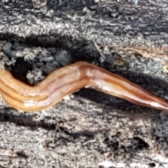 Anzoplana trilineata (A Flatworm) at Aranda Bushland - 4 Jun 2021 by trevorpreston