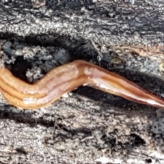 Anzoplana trilineata (A Flatworm) at Holt, ACT - 5 Jun 2021 by trevorpreston