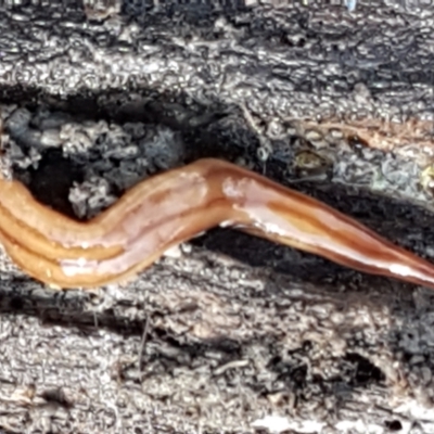 Anzoplana trilineata (A Flatworm) at Aranda Bushland - 4 Jun 2021 by trevorpreston