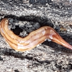 Anzoplana trilineata at Holt, ACT - 5 Jun 2021