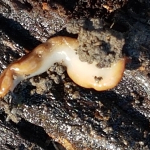 Anzoplana trilineata at Holt, ACT - 5 Jun 2021