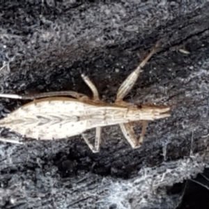 Reduviidae (family) at Aranda, ACT - 5 Jun 2021